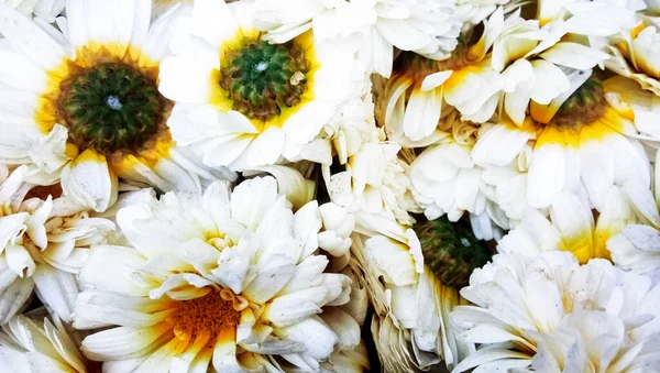 春に収集された一般的なデイジーの花の閉鎖 — ストック写真