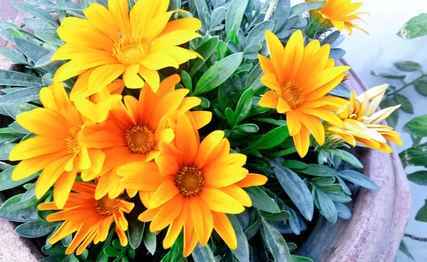 Una Margarita Amarilla Osteospermum Terraza Con Flores Amarillas Planta Jardín — Foto de Stock