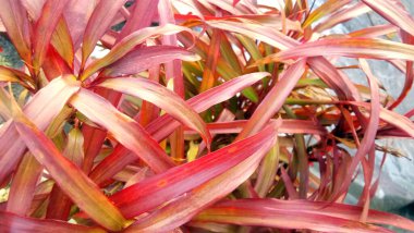 Ejderha ağacı, Asparagaceae familyasından ve Dracaena cinsinden bir bitki türü.