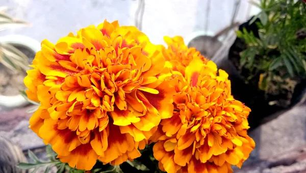 Flores Caléndula Amarillas Naranjas Jardín — Foto de Stock