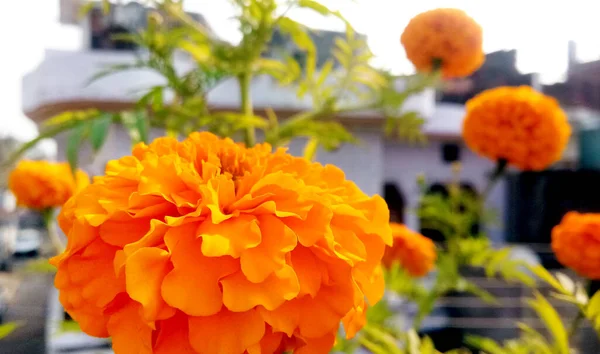 Żółte Pomarańczowe Kwiaty Marigold Ogrodzie — Zdjęcie stockowe