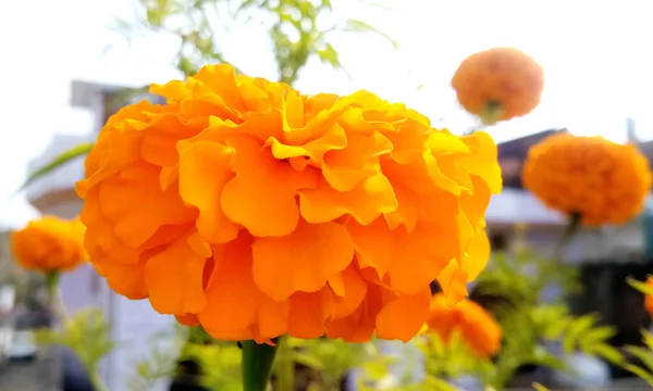 Flores Calêndula Amarelas Laranja Jardim — Fotografia de Stock