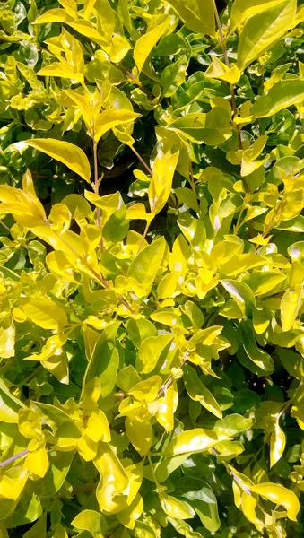 Folhas Verdes Uma Fábrica Pote Dia Ensolarado — Fotografia de Stock