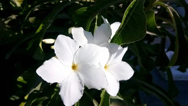 Closeup White Cherokee Rose Flower Rosa Laevigata Pylem — Stock fotografie