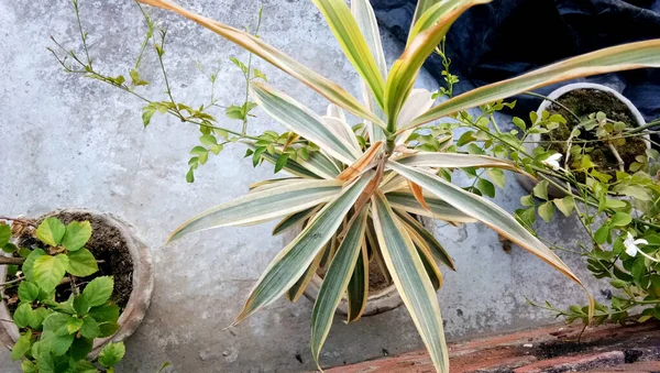 Folhas Verdes Uma Fábrica Pote Dia Ensolarado — Fotografia de Stock