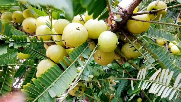 Grosellas India Fruta Amla Árbol Con Hoja Verde Phyllanthus Emblica —  Fotos de Stock