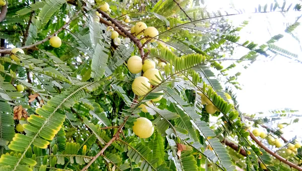 Grosellas India Fruta Amla Árbol Con Hoja Verde Phyllanthus Emblica —  Fotos de Stock