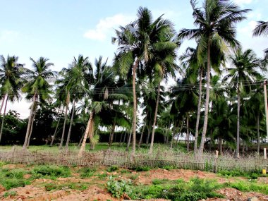 A lot of palm trees by the seaside in Chennai, tamilnadu, india