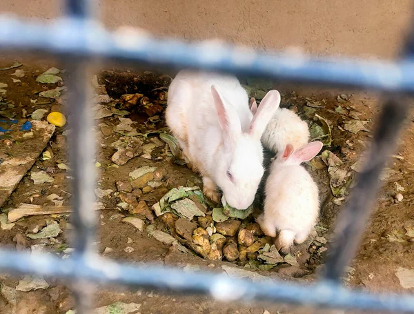 Coelhos Dentro Uma Gaiola Para Vender Mercado Animal Asiático Tradicional — Fotografia de Stock