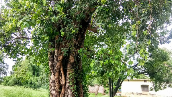 Tohle Velký Peepal Tree Peepal Tree Dává Kyslíku Hodin Peepal — Stock fotografie