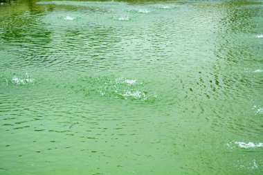 Chandigarh, Hindistan 'daki Pinjore Garden' daki çeşme gölü.
