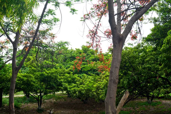 Bela Cena Parque Parque Público Com Campo Grama Verde Jardim — Fotografia de Stock