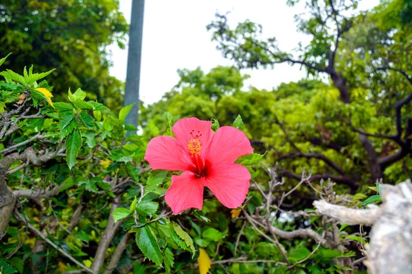 Rózsaszín Hibiszkusz Virág Zöld Növényekkel Körülvéve Pinjore Kertben — Stock Fotó