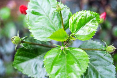 Gündüz vakti bahçede taze yeşil yaprakların yakın plan çekimi.