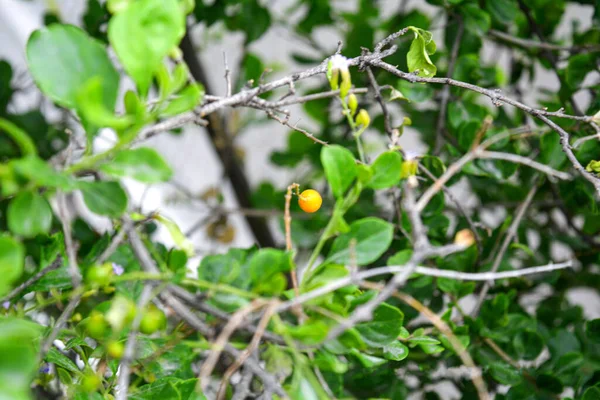 Duranta Repens Duranta Erecta Leaves Closeup 텍스처 일반적 이름으로는 Pinjore — 스톡 사진