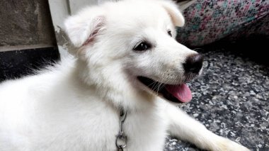 Maremma çoban köpeği, çoban köpeği Maremmano Abruzzese portresi.