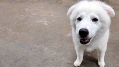 Maremma çoban köpeği, çoban köpeği Maremmano Abruzzese portresi.