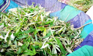 Marihuana yeni toplanmış tomurcuklar. Kenevir bitkileri tıbbi amaçlar için kullanılıyor. Esrar yığını.