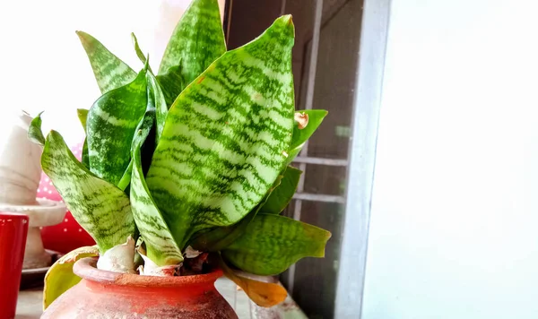 装饰性室内植物 印度三香菇金哈尼 — 图库照片