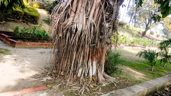 Figa Banyańska Ficus Bengalensis Lucknow Indie — Zdjęcie stockowe