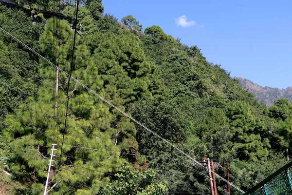 Çam ağaçları ve yoğun orman bitkileriyle kaplı yemyeşil bir yamaçta açık mavi gökyüzü altında görünür elektrik hatları var..