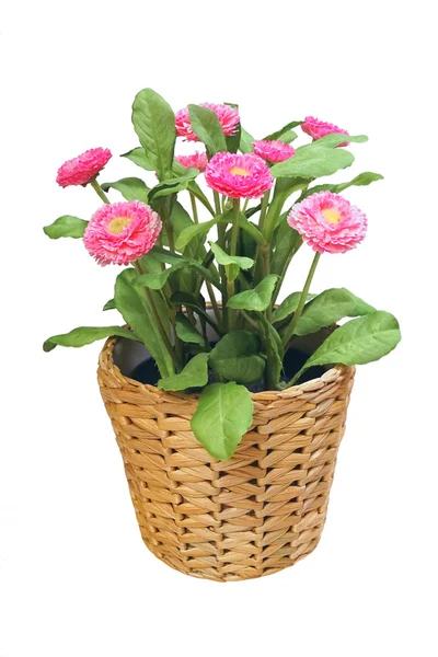 Artificial flower in a wicker pot, isolated on white. — Stock Photo, Image