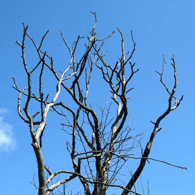 mavi gökyüzüne karşı çıplak dalları