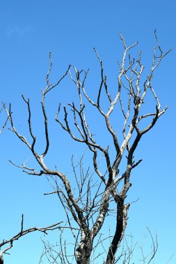 Mavi gökyüzüne karşı çıplak dalları dikey çekim
