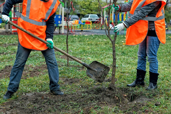 Two workers in orange overalls plant a tree.