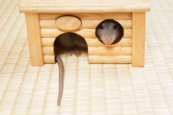 Dom z widokiem dekoracyjnych szczur. — Zdjęcie stockowe