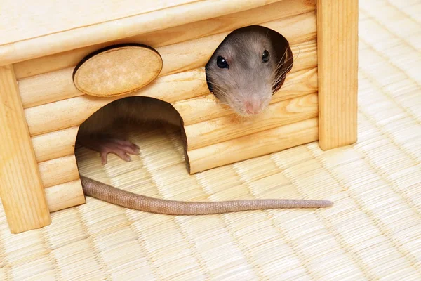 Rat kijkt uit het huis windows, horizontale foto. — Stockfoto