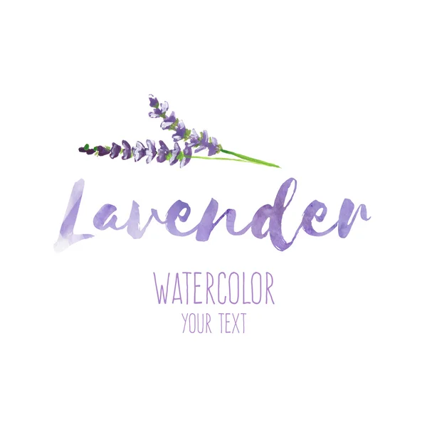 Word Lavender and hand painted lavender branch, illustration — Stock Photo, Image