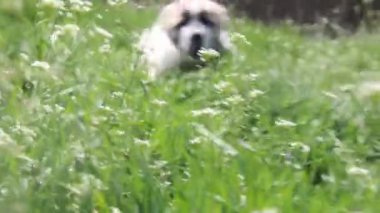 Köpek yeşil alan.