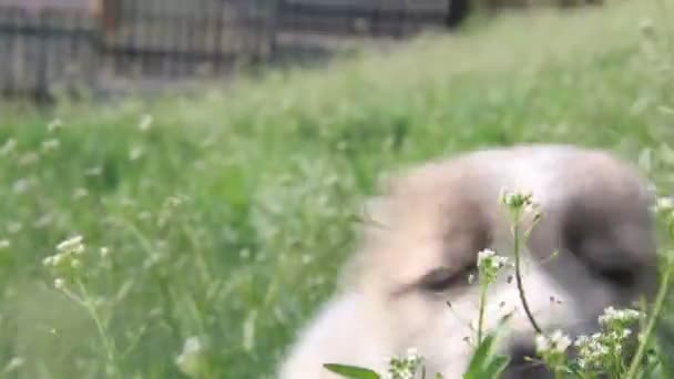 Filhote de cachorro em um campo verde . — Vídeo de Stock