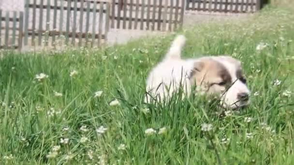 Puppy on a green field. — Stock Video