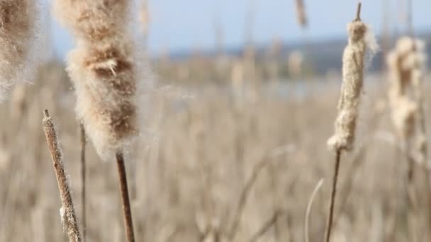 Juncos secos no vento no início da primavera . — Vídeo de Stock