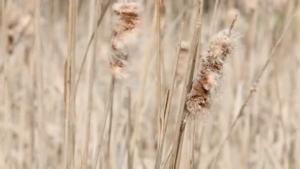 Krasslig reed stjälkar — Stockvideo