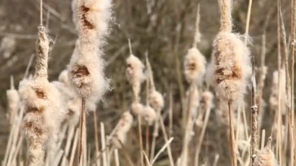 Tallos de caña sórdida — Vídeos de Stock