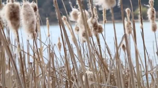 Dry reeds in the wind in early spring. — Stock Video
