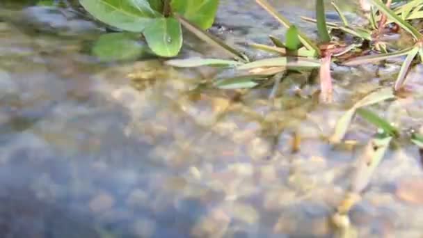 Agua pura y fresca. Corriente clara . — Vídeos de Stock