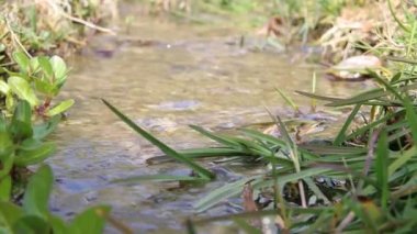 Saf taze su. NET akışı.