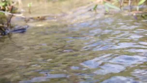 Agua pura y fresca. Corriente clara . — Vídeo de stock