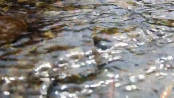 Zuiver vers water. Duidelijke stream. — Stockvideo