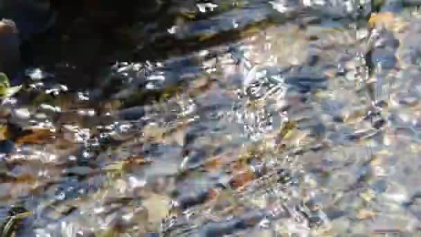 Eau qui coule. Eau douce pure . — Video