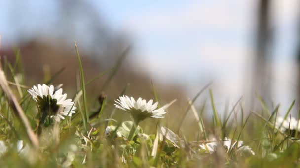 Veld van madeliefjes bloemen — Stockvideo