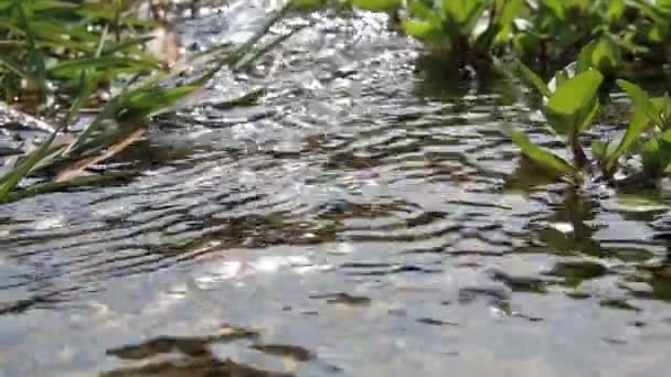 Agua pura y fresca. Corriente clara . — Vídeo de stock