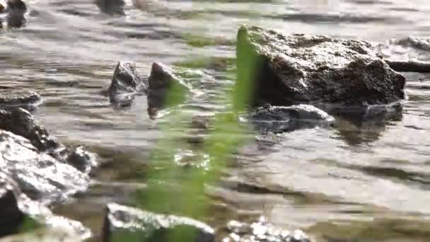 Mano en un arroyo salvaje . — Vídeos de Stock