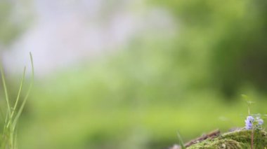 mavi bir çiçek taşla Nehri yakınındaki