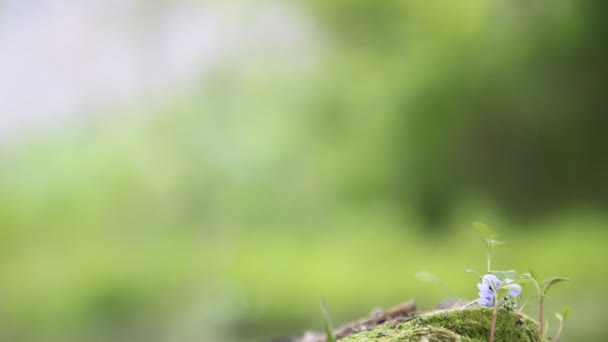 Piedra con una flor azul cerca del río — Vídeos de Stock