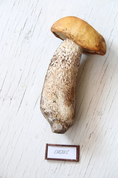 有机食品的想法，在桌子上的野生蘑菇. — 图库照片